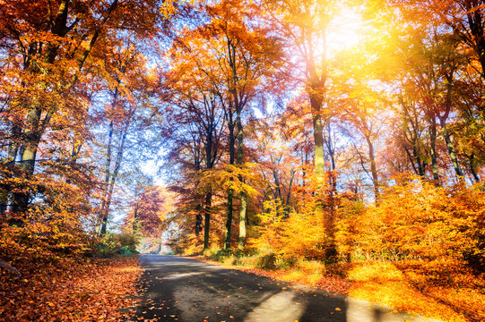 Autumn landscape with country road