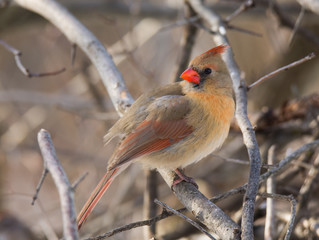 Female Northern Cardinal