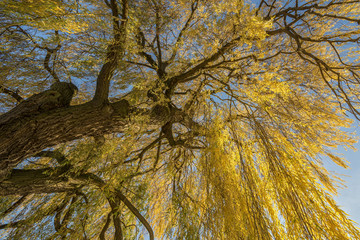 Trauerweide im Herbst
