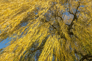 Trauerweide im Herbst