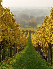 Fototapeta premium Vineyard in autumn- indian summer yellow