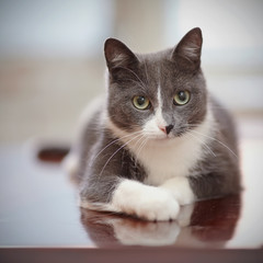 Portrait of a domestic cat of a smoky-white color