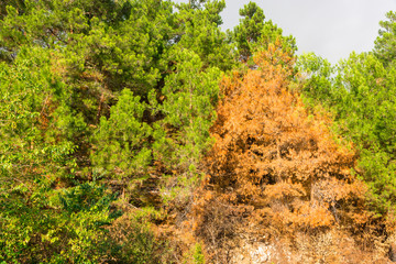 Orange burning pine on a background of green trees.