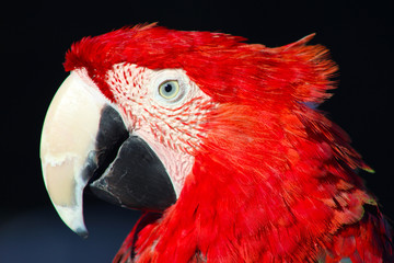 kırmızı papağan