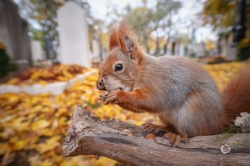 Naklejka na ściany i meble Red squirrel, wide angle in autumn cemetery