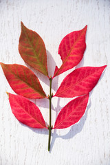 Naklejka na ściany i meble Red Leaf