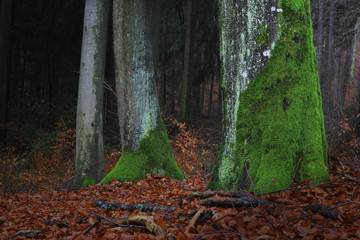 Jesień w Bukowym Lesie  © Wojciech Lisiński