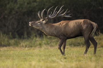 Red deer/deer/Czech Republic