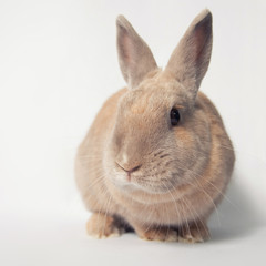 Cute curious baby bunny