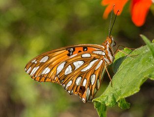 Gulf Fritillary