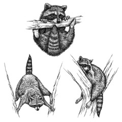 engrave raccoon illustration © doublebubble_rus