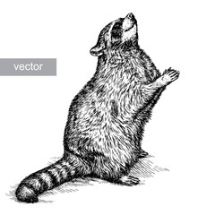 engrave raccoon illustration © doublebubble_rus