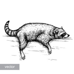 engrave raccoon illustration