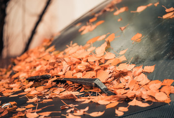 fall windshield covered with fallen leafs