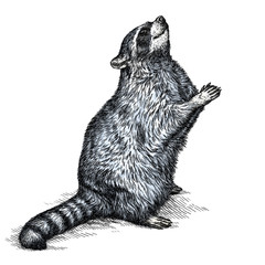 engrave raccoon illustration