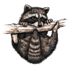 engrave raccoon illustration - obrazy, fototapety, plakaty