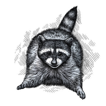 engrave raccoon illustration