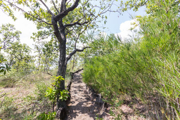 Fototapeta premium Way up the mountain sunshine time