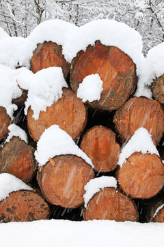madera cortada invierno troncos en la nieve 9284-f15