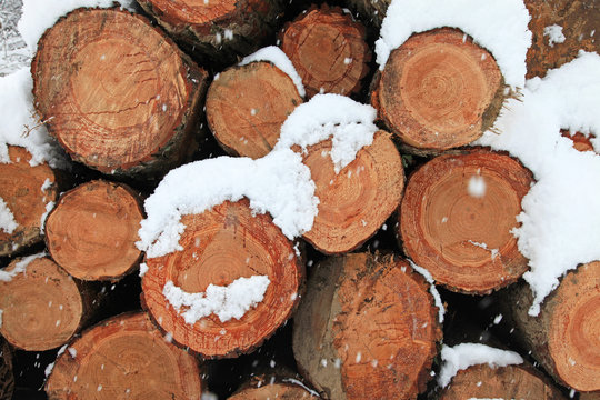madera cortada invierno troncos en la nieve 9297-f15