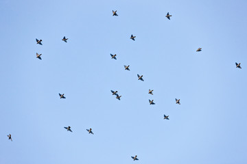 flock of waxwings