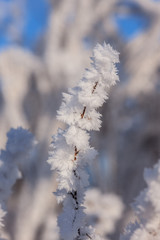winter plant closeup
