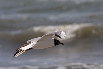 Moewe im Flug
