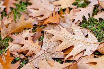 Autumn fallen leaves