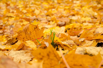 Colorful autumn leaves