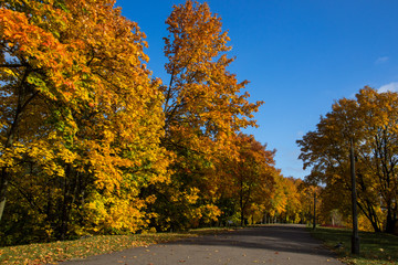 Fototapeta premium colors of autumn