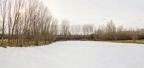 Composicion panoramica de Pradera con restos de nieve en invierno. El sol penetrando por una esquina entre Chopos sin hojas