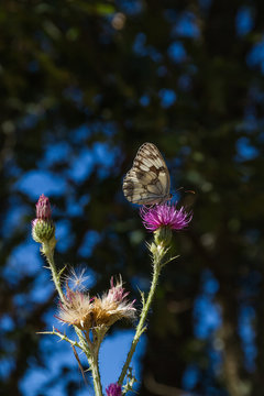 Mariposa Melanargia en Cardo Cirsium