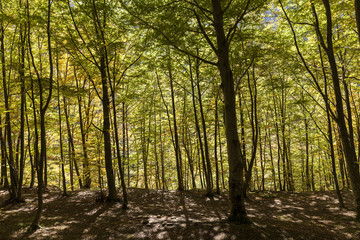 Naklejka premium Bosco di lecci. Lunghe ombre proiettate a terra.