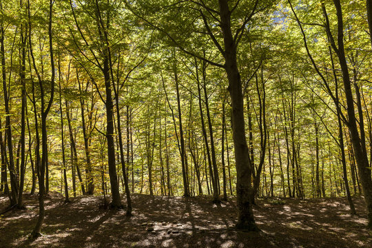 Bosco di lecci. Lunghe ombre proiettate a terra.