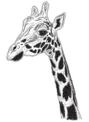 Naklejka premium Black and white portrait of Giraffe