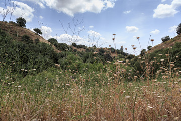 Fototapeta na wymiar Golan Heights. Banias Nature Reserve
