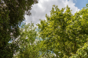 Golan Heights. Banias Nature Reserve