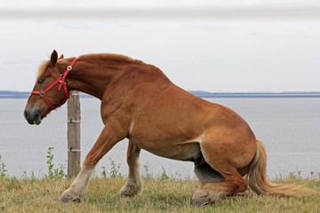Pferd auf Weide