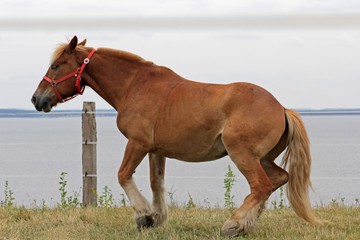 Pferd auf Weide