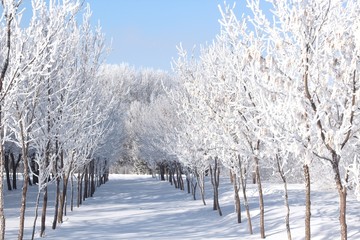 fresh white frost on trees