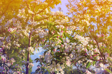flowers in the garden at springtime