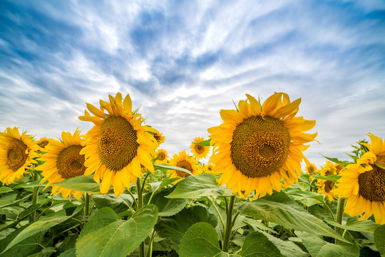 Sunflower field at dawn in flowering stage