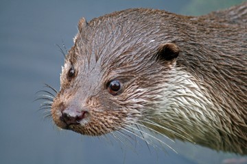 Otter