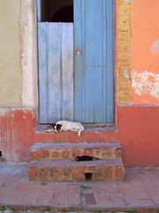 Hund schläft vor bunter Holztür