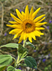 Fototapeta premium Sunflower