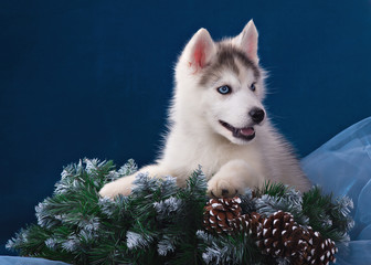 Cute little puppy of syberian husky © brusnikaphoto