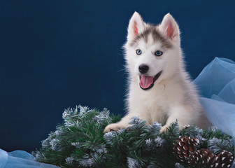 Cute little puppy of syberian husky