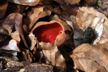 roter Pilz