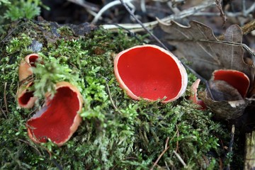 roter Pilz