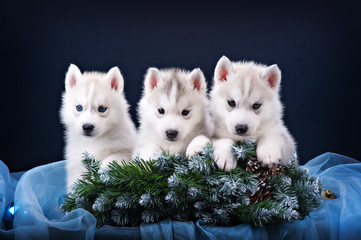 Three puppies husky and spruce wreath © brusnikaphoto